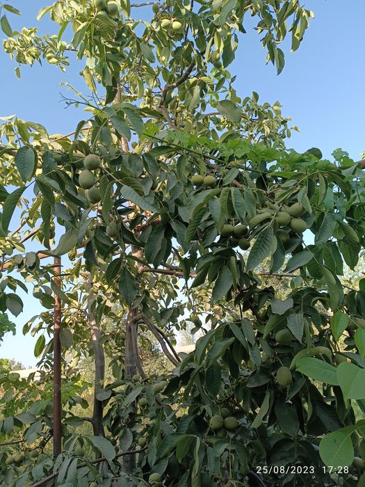 Yongoq kuchati Xitoy "X-185". Oq magʻiz yupqa puchoq.