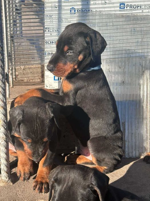 Доберманчета - родословни родители