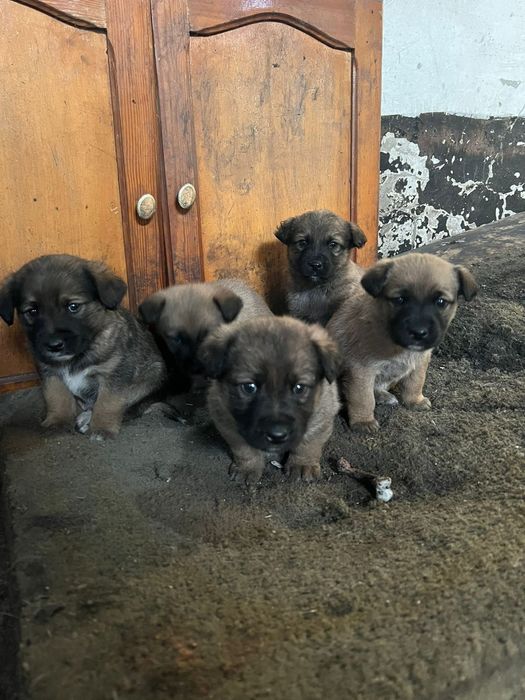 Щенки щенята ищут дом