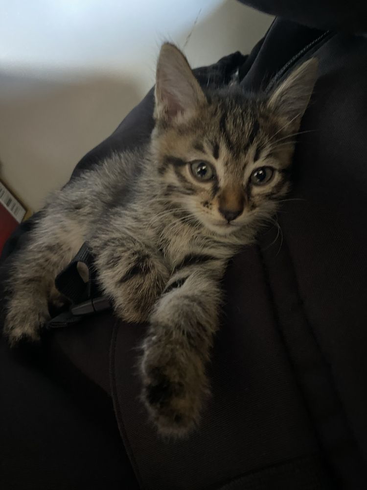 котенок в добрые руки