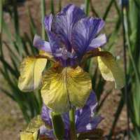 Mix Iris" soi  Toscana Italia(  20 Plante )