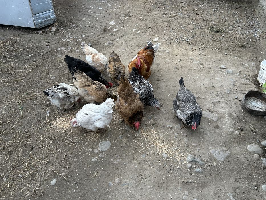 Продом курицу и петух