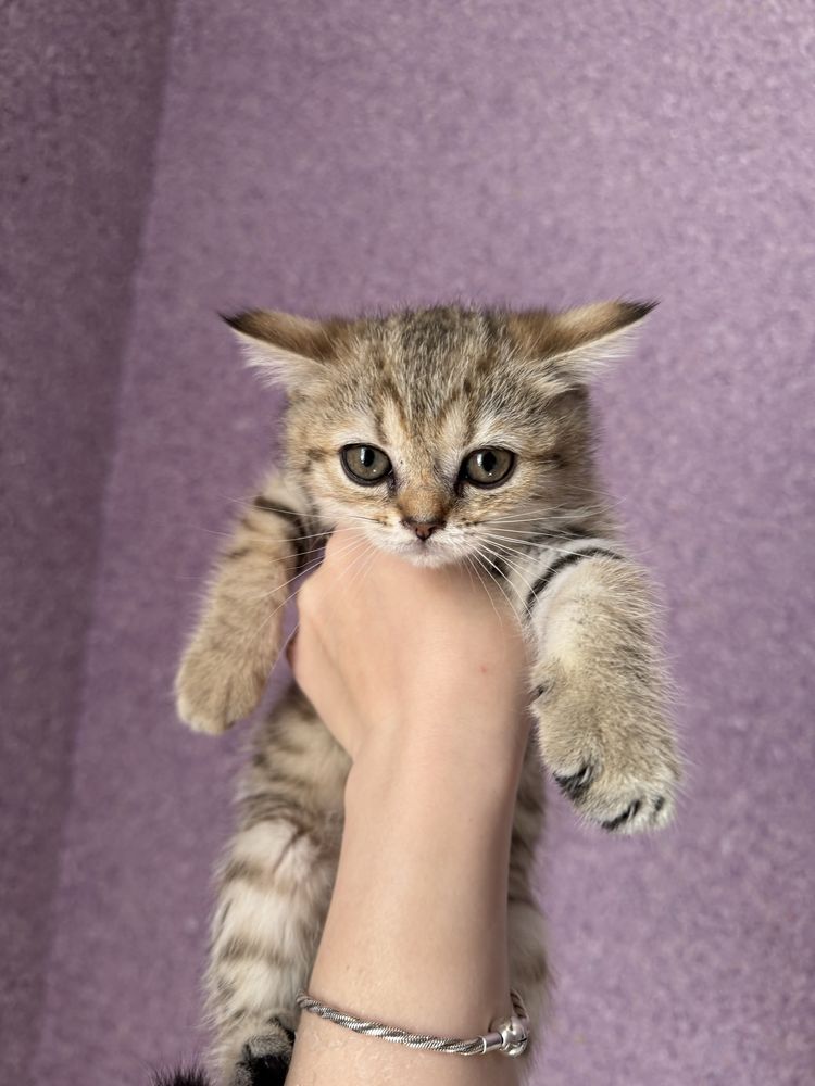 Шотландские котята продаются