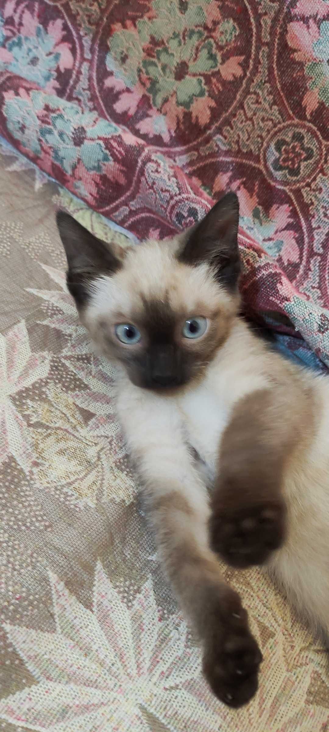 Сиамский котенок, кошечка
