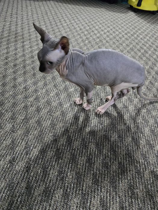 Se vinde motănel rasa sphinx