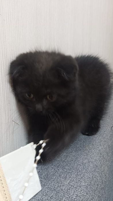 Котенок породистый