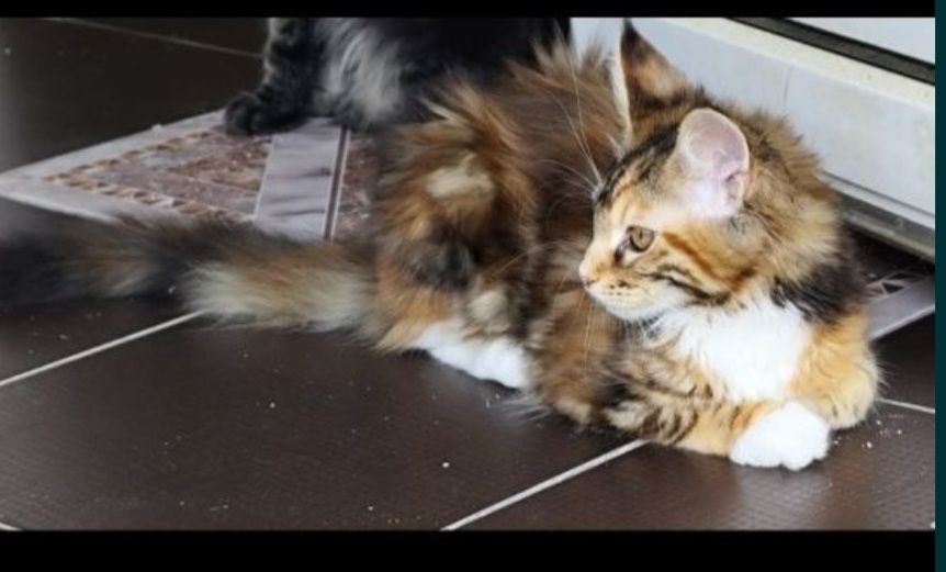 Fetița Maine Coon