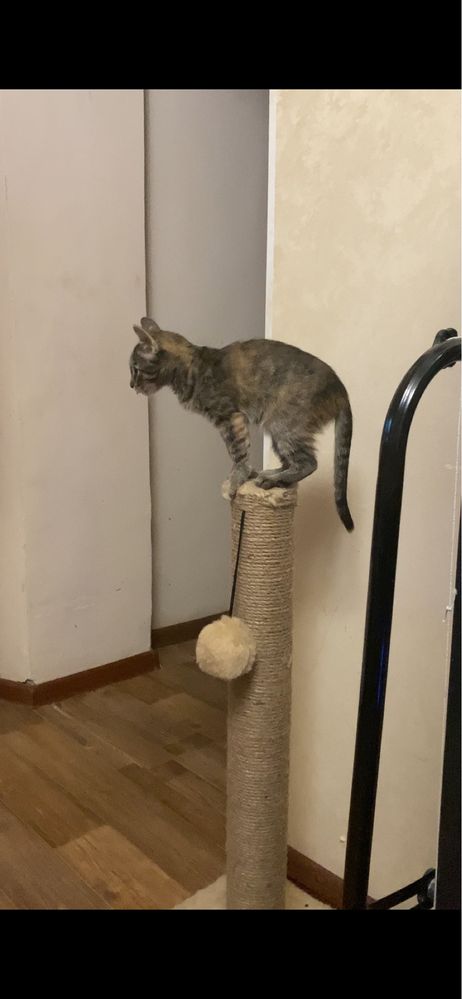 Отдам котенка девочку