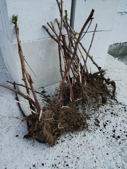 Vand butași  zmeura polka remontant