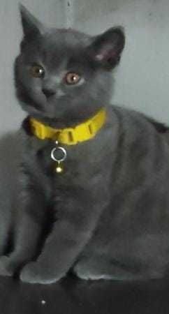 Pui British Shorthair