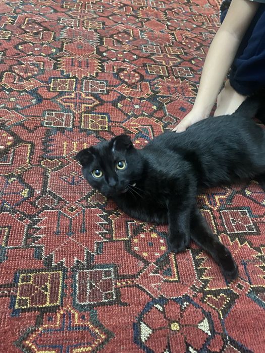 Самка Кошка (Не уличная!) Домик и Туалет в подарок