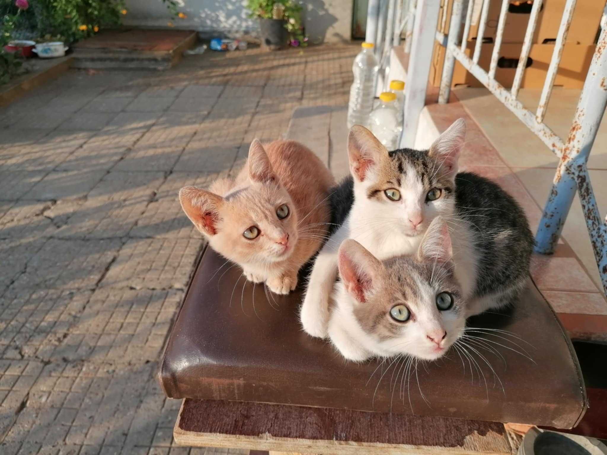 Котенца Ричи Лъки чарли