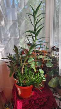 Vand planta Aloe Vera matura 5 ani