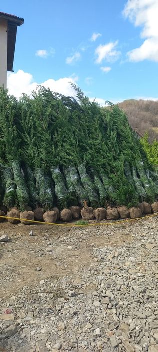Leylandii 2.5m- 3m gard viu/ calitate premium la cel mai mic preț