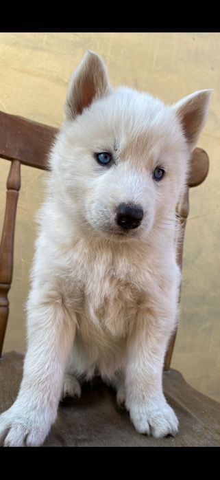 Husky siberian pui