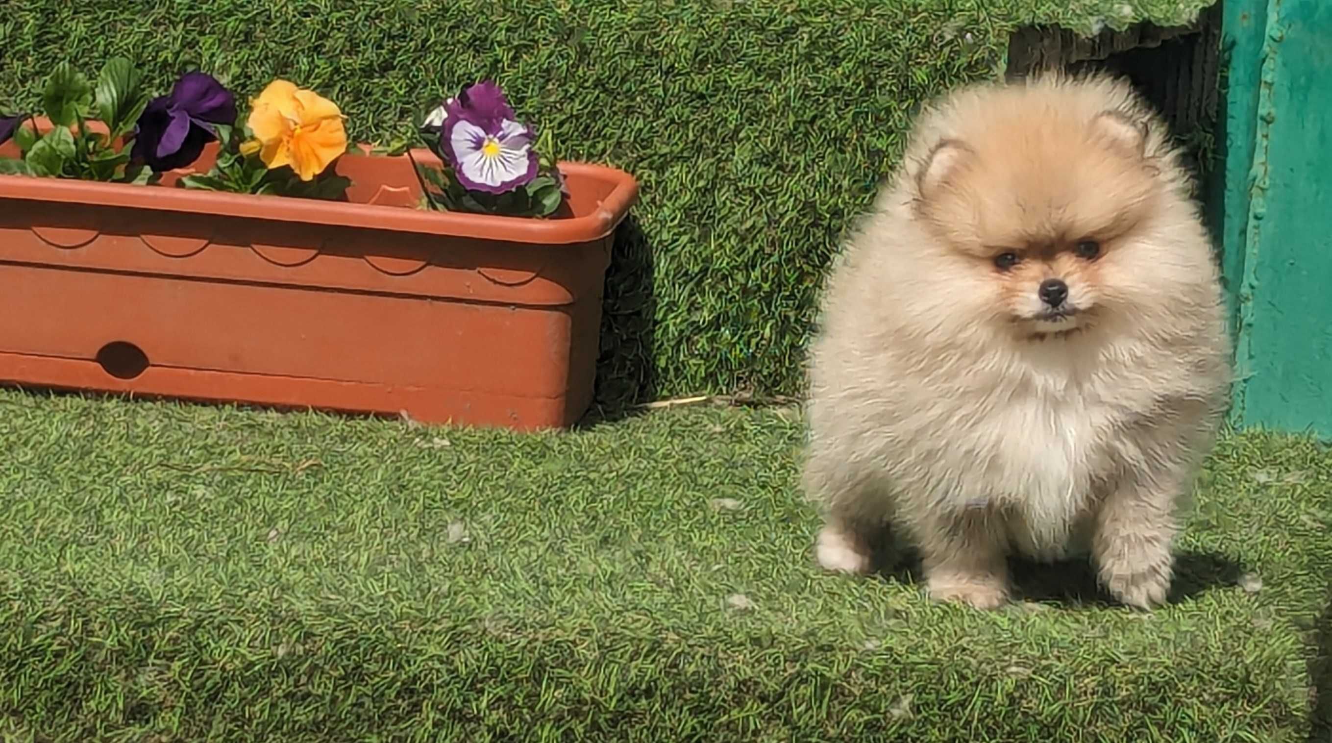 Pomeranian cu pedigree FCI