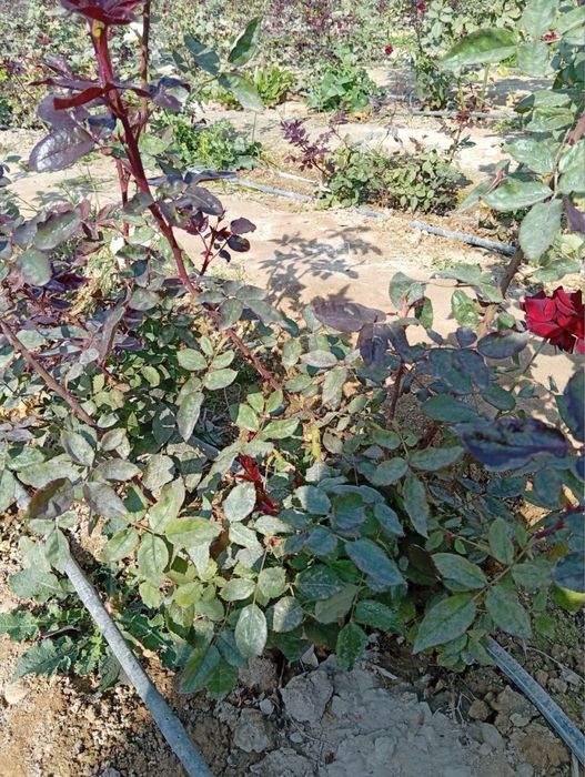 Atir gul kochat sotiladi