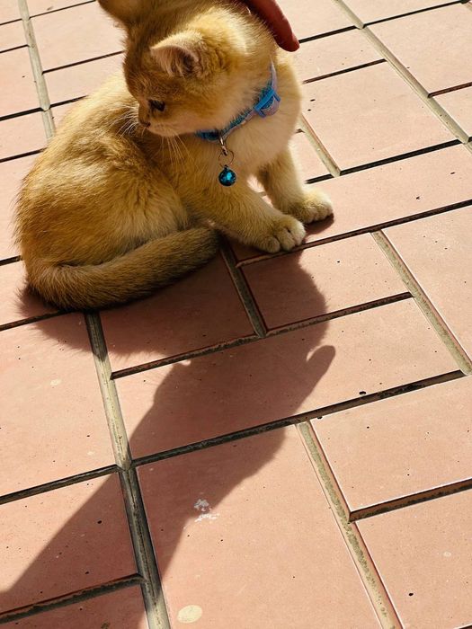 Золотая Шиншыла N12 сотилад!