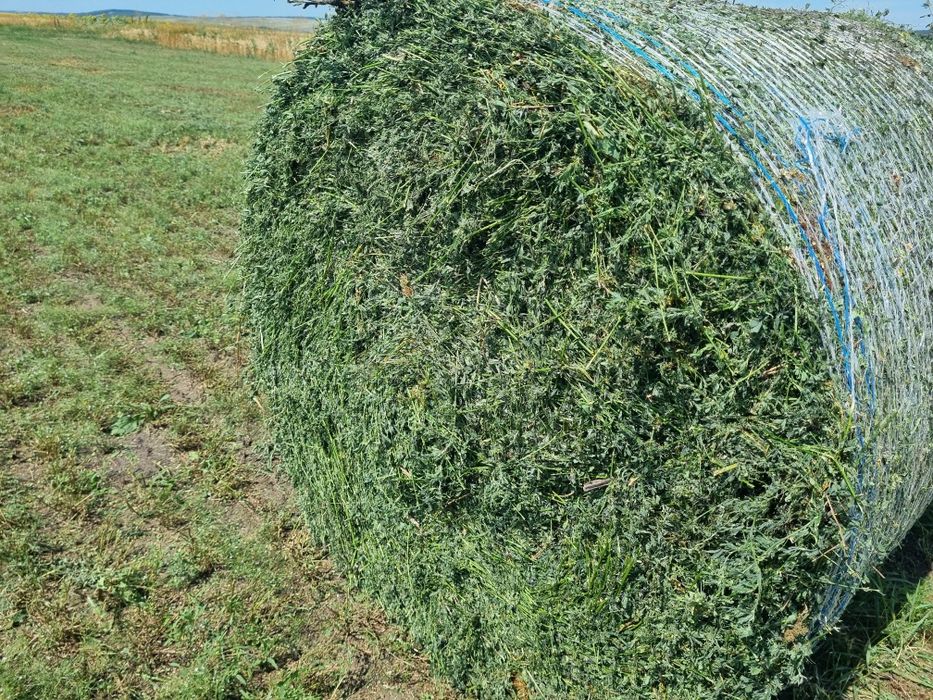 Baloți de fân, lucernă, borceag, orz