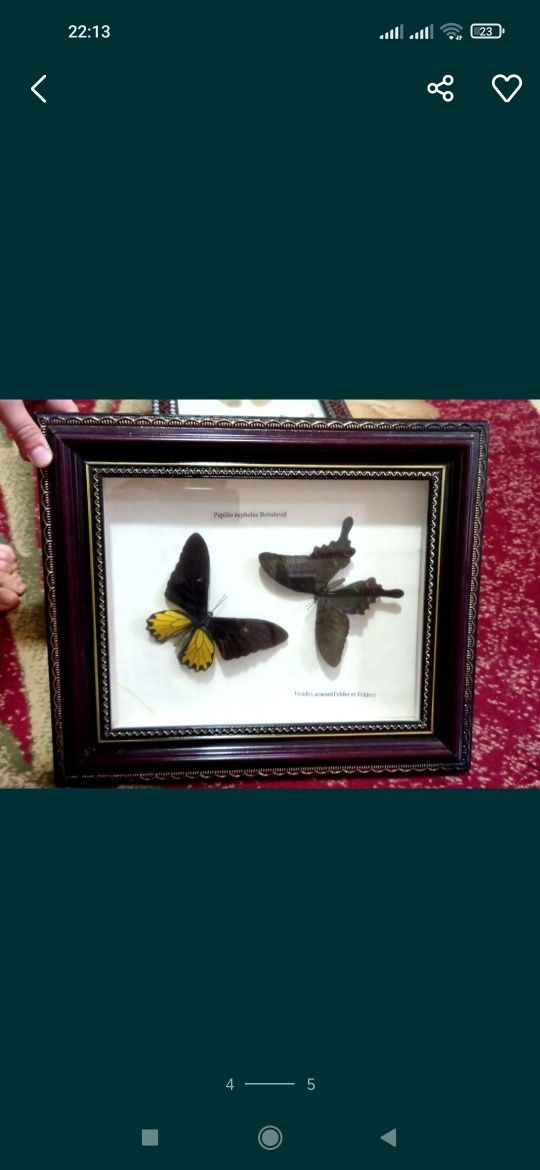 Бабочки для коллекции