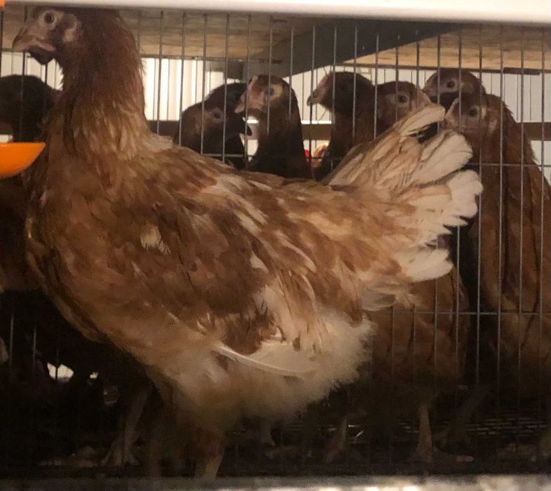 Avicola BALAGRI – producător de puicuțe ouătoare,