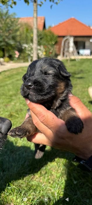 Ciobanesc german păr lung