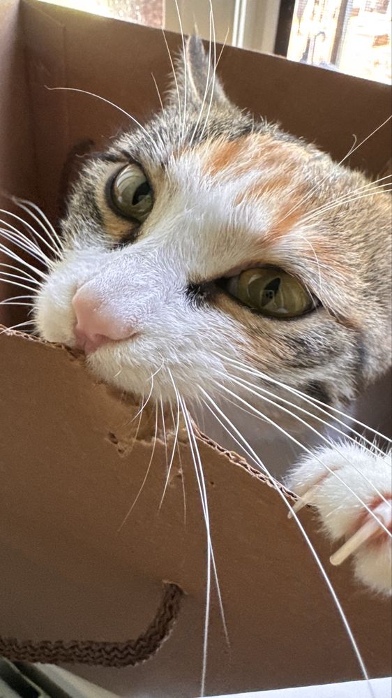 Кошка бесплатно