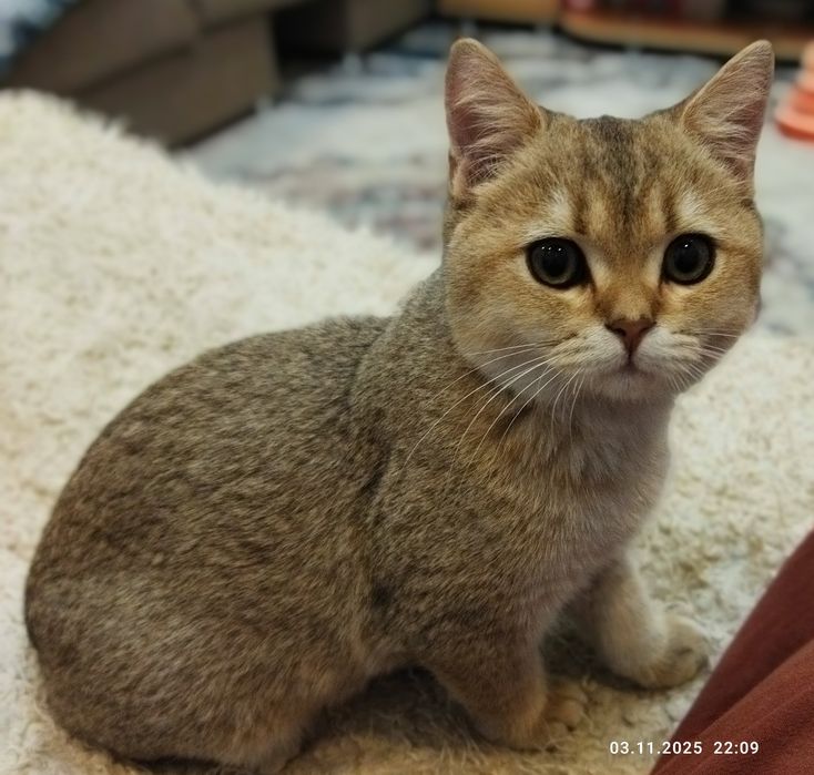 Продается котенок золотая шиншилла