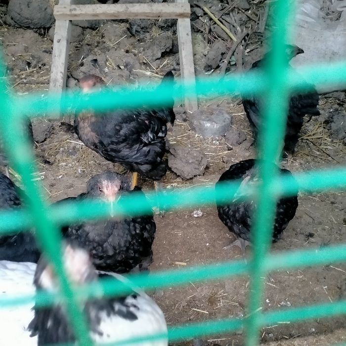 Jojalar sotiladi xarxil jersi gibrit