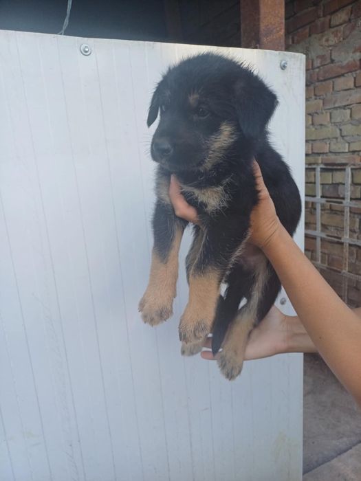 Малки кученца.