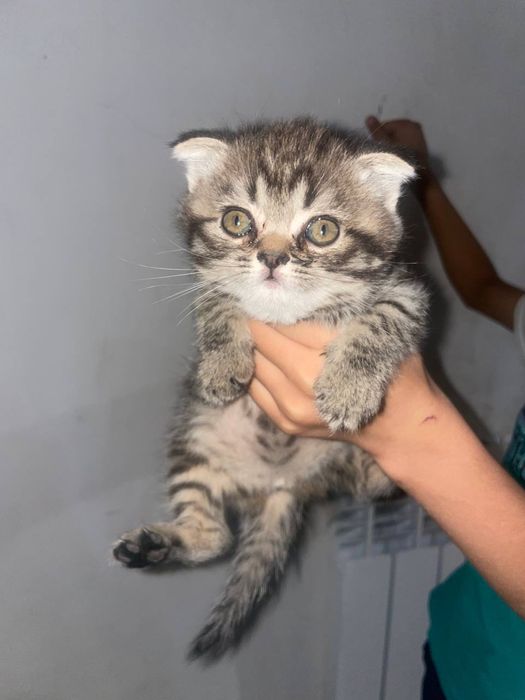 Мушуклар сотилади