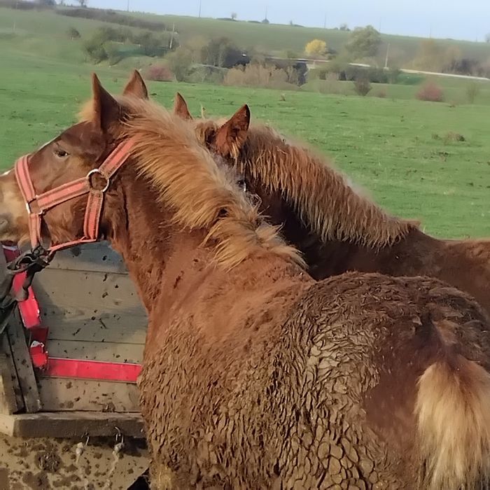 Vand sau schimb pe vaci,vitei sau oi