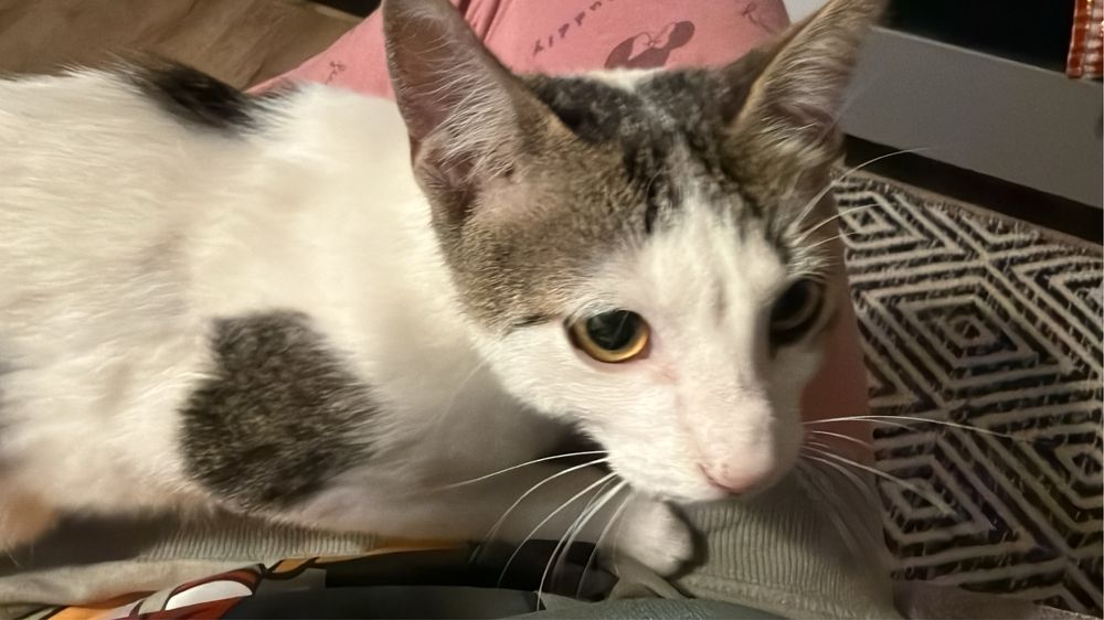 Adoptie motan de aproximativ 6 luni, fara niciun ban