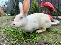 Крольчиха    белая