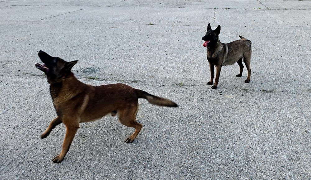 Ciobănesc belgian malinois femela