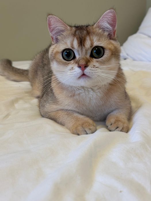 Baietel british shorthair chinchilla gold !