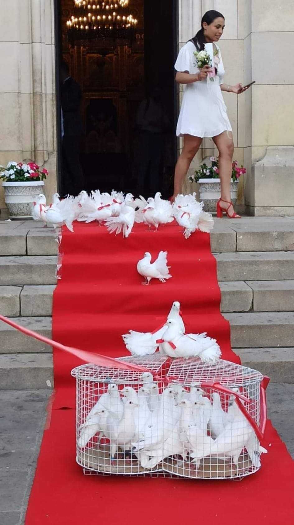 Porumbei albi Iași