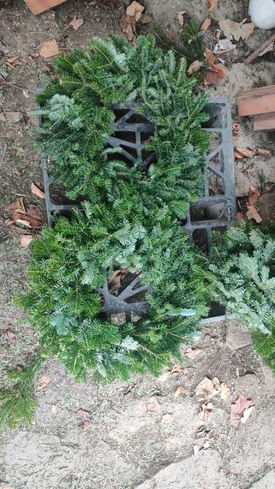 Coronite ,Coroane, ghirlande ,  Brad Natural