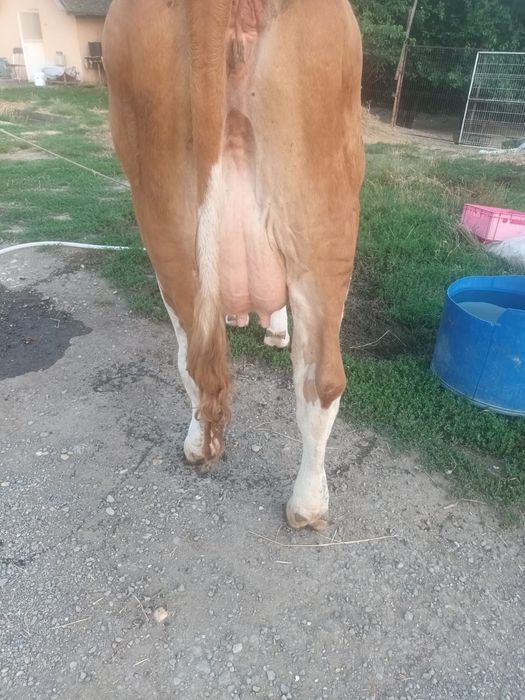Vand urgent 4 vaci Baltata Romaneasca