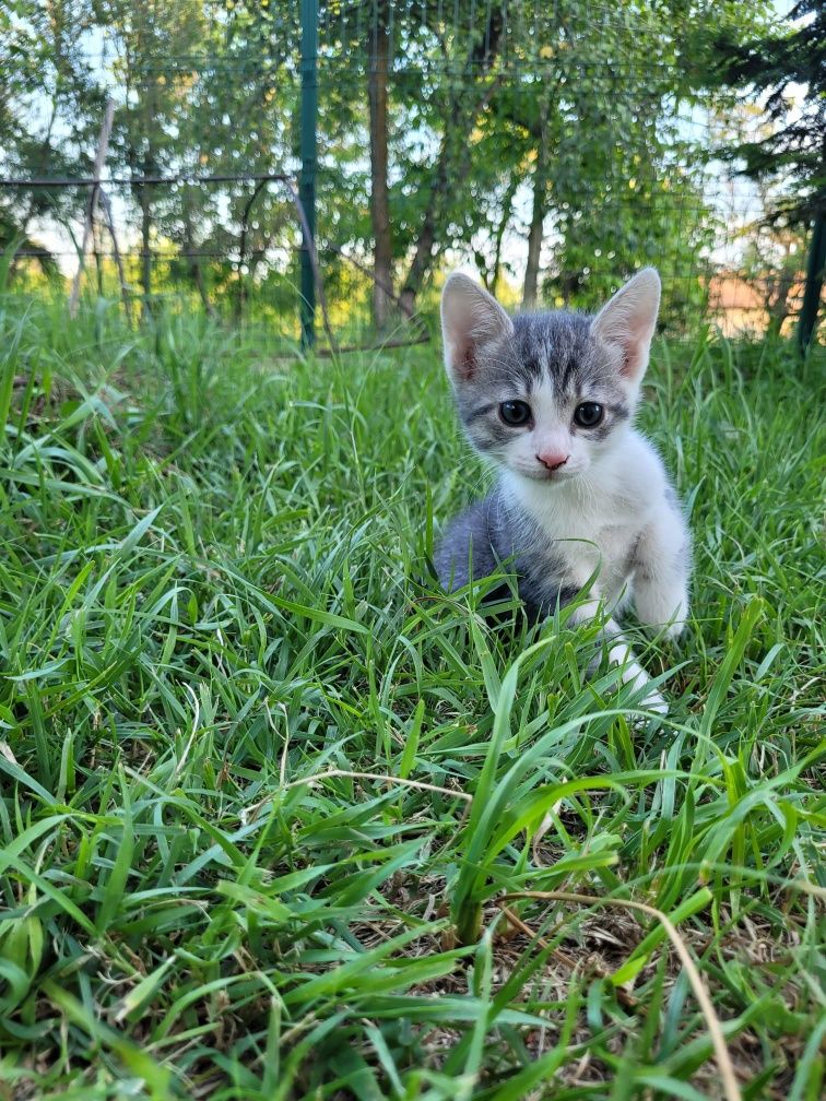 Pisicute spre adoptie