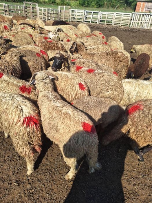 Cârlanii de vanzare