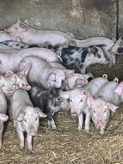 Продавам домашни прасета