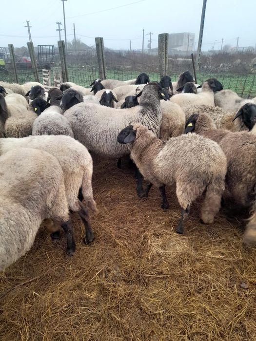 Oi de vânzare. Pret negociabil