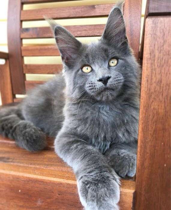 Maine Coon blue mascul
