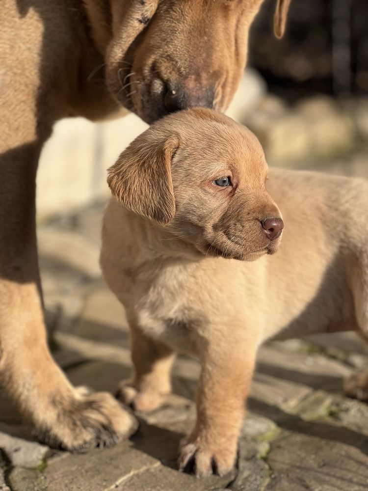 Labrador Retriever crescut in libertate