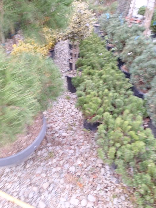Vând plante ornamentale tuia spiral măslin palmieri mestecân  tuia  li