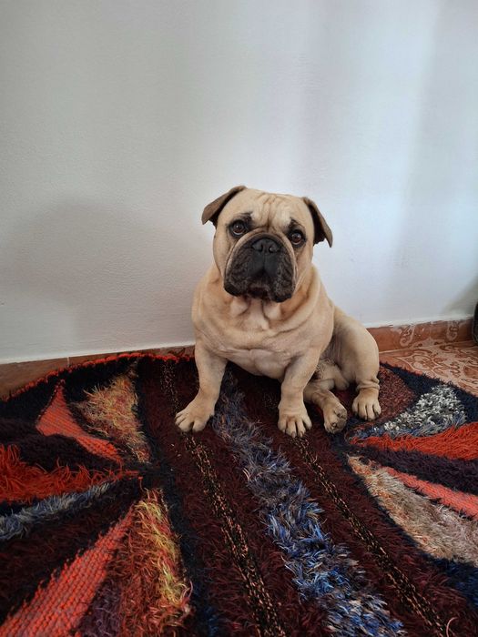Donez Buldog Francez, varsta 3 ani rasa pura