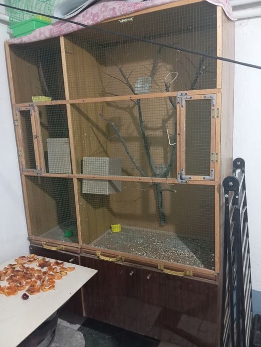 Valler dlya Ptic Qushlarga in