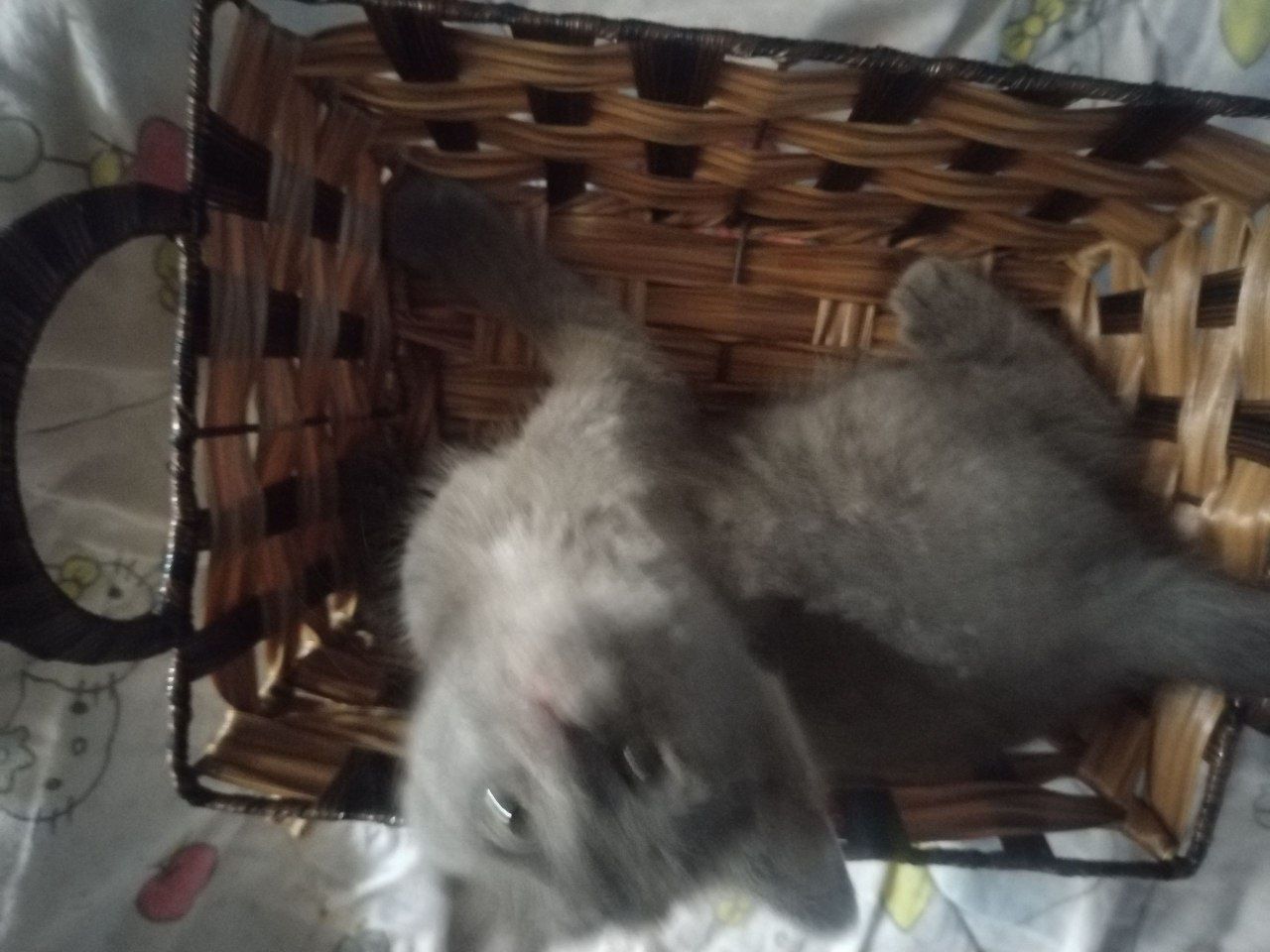Продаются котята