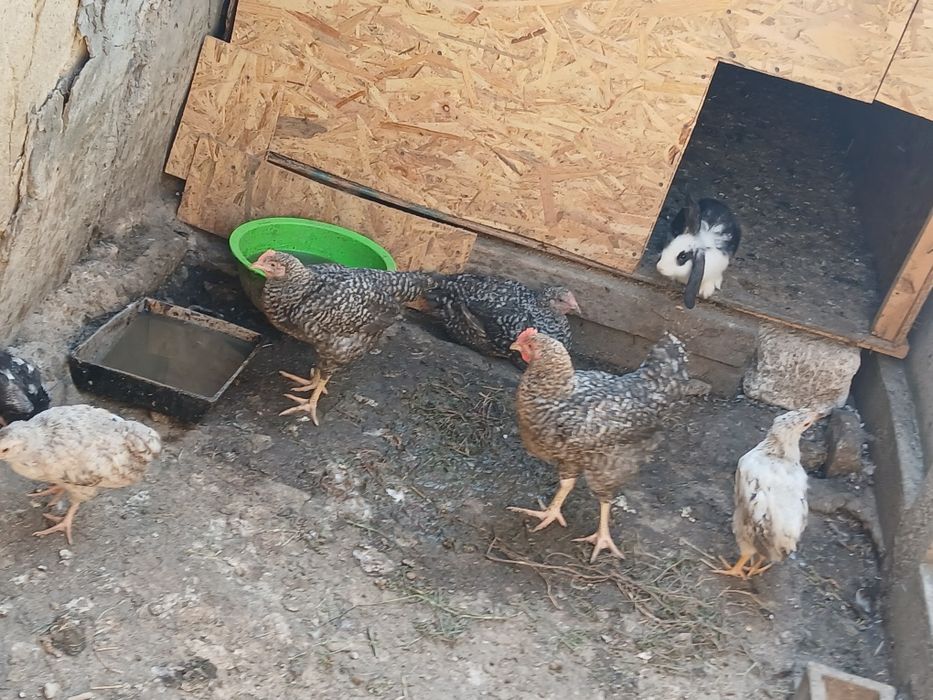 Pui de găină de vanzare